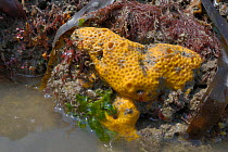 Yellow boring sponge (Cliona celata) on limestone rocks exposed on a low spring tide, Rhossili, The Gower Peninsula, UK, June.