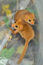 Two young Common / Hazel dormice (Muscardinus avellanarius), captured during a survey in coppiced woodland near Bristol, being held temporarily in a plastic sack, Somerset, UK, October. Non-ex.