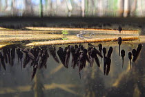 Split level view of recently hatched Common frog tadpoles (Rana temporaria) feeding on algae attached to floating reed stems in a freshwater pond, Wiltshire, UK, May.