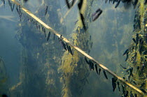 Recently hatched Common frog tadpoles (Rana temporaria) feeding on algae attached to reed stems in a freshwater pond, Wiltshire, UK, May.