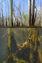 Split level view of recently hatched Common frog tadpoles (Rana temporaria) feeding on algae attached to reed stems in a freshwater pond, Wiltshire, UK, May.