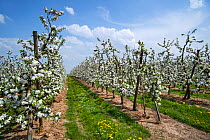 Apple trees (Malus domestica) flowering in orchard in spring, Hesbaye, Belgium. May 2013.