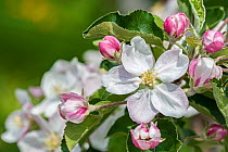 Apple tree (Malus domestica) blossom in orchard in spring, Hesbaye, Belgium. May.