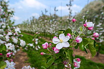 Apple tree (Malus domestica) blossom in orchard in spring, Hesbaye, Belgium. May 2013.