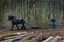 Forester dragging tree-trunks from forest with Belgian draft / draught horse (Equus caballus) Belgium. March 2013.