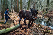 Forester dragging tree-trunk from dense forest with Belgian draft / draught horse (Equus caballus), Belgium.March 2013