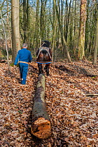 Forester dragging tree-trunk from forest with Belgian draft / draught horse (Equus caballus), Belgium.March 2013