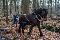 Forester dragging tree-trunk from dense forest with Belgian draft / draught horse (Equus caballus), Belgium. March 2013.