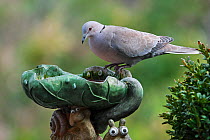 Eurasian collared dove (Streptopelia decaocto) drinking water from bird bath in garden, Belgium, April.