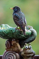 Common starling (Sturnus vulgaris) on bird bath in garden, Belgium, April.