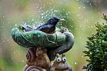 Common starling (Sturnus vulgaris) bathing in bird bath in garden, Belgium, April.