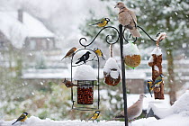 Songbirds - Robin (Erithacus rubecula), Blue tits (Cyanistes caeruleus), Eurasian collared dove (Streptopelia decaocto), Crested tit (Lophophanes cristatus) and Great tits (Parus major) feeding on nut...