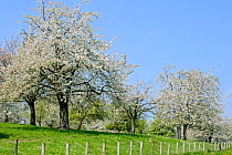 Orchard with cherry trees blossoming (Prunus avium) in spring, Haspengouw, Belgium. May 2013.