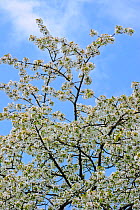 Orchard with cherry trees blossoming (Prunus avium) in spring, Haspengouw, Belgium. May 2013.