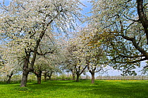 Cherry tree orchard with  trees in blossom (Prunus avium) in spring, Haspengouw, Belgium. May 2013.