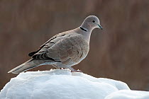 Eurasian collared dove (Streptopelia decaocto) perched in the snow in winter, Belgium, January.