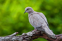 Eurasian collared dove (Streptopelia decaocto) perched in tree, Belgium, June.