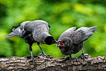 Jackdaw (Corvus monedula) feeding fledgling in tree, Belgium, June.