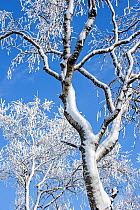 Snow and hoar frost covered Birch trees (Betula sp) in winter against blue sky, February