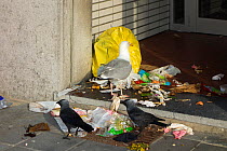 European Jackdaw (Corvus monedula) and Herring Gull (Larus argentatus) tearing up rubbish bag and feeding on household garbage in porch of house, Belgium, June.