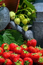 Harvested garden strawberries (Fragaria  ananassa) and unripe fruit in spring, June.