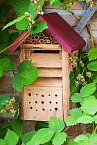 'Insect hotel' shelter and nesting box for various insects. In blackberry bush (Rubus sp.) in garden, Belgium, June.