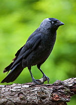 Jackdaw (Corvus monedula) perched on branch in relaxed posture with sleek feathers, Belgium, June.