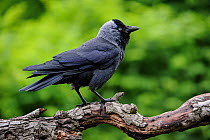European jackdaw (Corvus monedula / Coloeus monedula) perched on branch in the forward-threat posture with ruffled feathers, Belgium, June.
