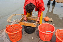Shrimp fisherman selecting shrimps with sieve on beach after fishing with dragnet along the North Sea coast, Oostduinkerke, Belgium, June 2013.