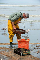 Shrimp fisherman selecting shrimps with sieve on beach after fishing with dragnet along the North Sea coast, Oostduinkerke, Belgium, June 2013.