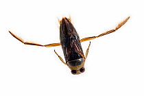 Peppered water boatman (Notonecta maculata) on white background, Belgium. May.