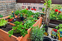 Square foot garden, with flowers, herbs and vegetables in wooden box on balcony, Belgium. May 2013.