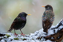 Two Common starlings (Sturnus vulgaris) perched on tree stump in the snow in winter, Belgium, March.