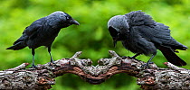 European jackdaw (Corvus monedula) mirror image composite of two birds in different threat postures, on the left - the forward-threat posture, with the bird holding its body horizontally and thrusting...