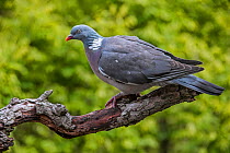 Common wood pigeon (Columba palumbus) perched on branch in forest, Belgium, May.