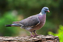 Common wood pigeon (Columba palumbus) perched in tree in forest, June.