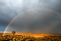 Juniper tree (Juniperus) with rainbow and clouds, at Buena Vista Overlook in the Malheur National Wildlife Refuge, Oregon, USA, May 2013.