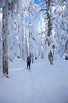 Cross-country skier and snow covered trees on Amabilis Mountain in the Okanogan-Wenatchee National Forest, Cascade Mountains, Washington, USA, January 2013. Model released.