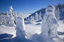 Snow covered trees on Amabilis Mountain in the Okanogan-Wenatchee National Forest, Cascade Mountains, Washington, USA, January 2013.