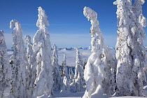 Snow covered trees on Amabilis Mountain in the Okanogan-Wenatchee National Forest, Cascade Mountains, Washington, USA, January 2013.