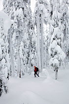 Cross-country skier and snow covered trees on Amabilis Mountain in the Okanogan-Wenatchee National Forest, Cascade Montains, Washington, USA, January 2013. Model released.