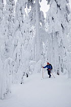 Cross-country skier and snow covered trees on Amabilis Mountain in the Okanogan-Wenatchee National Forest, Cascade Montains, Washington, USA, January 2013. Model released.