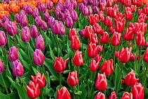 Tulip garden at RoozenGaarde in the Skagit Valley, Washington, USA. April.