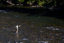 Man fly fishing on the Middle Fork of the Snoqualme River near North Bend, Washington, USA, July 2013. Model released.