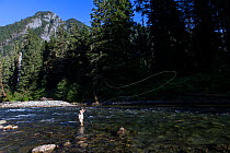 Man fly fishing on the Middle Fork of the Snoqualme River near North Bend, Washington, USA, July 2013. Model released.
