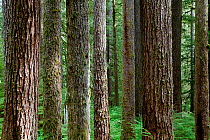 Trees along the trail to Heart Lake in the Sol Duc Rain Forest of Olympic National Park, Washington, USA. August