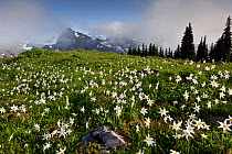 Avalanche lilly (Erythronium montanum) in an alpine meadow with misty mountains in the background from near Appleton Pass, Olympic National Park, Washington, USA. August 2013.