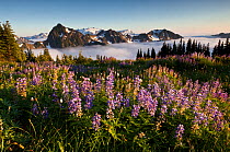 Lupins (Lupinus) with Mount Olympus in the distance, viewed from above Appleton Pass in Olympic National Park, Washington. USA, August 2013.