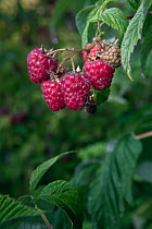 Raspberry (Rubus sp) in an urban garden, Washington, USA, July 2013.