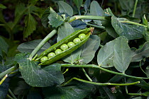 Peas in a pod from an urban garden, Washington, USA, July 2013.
